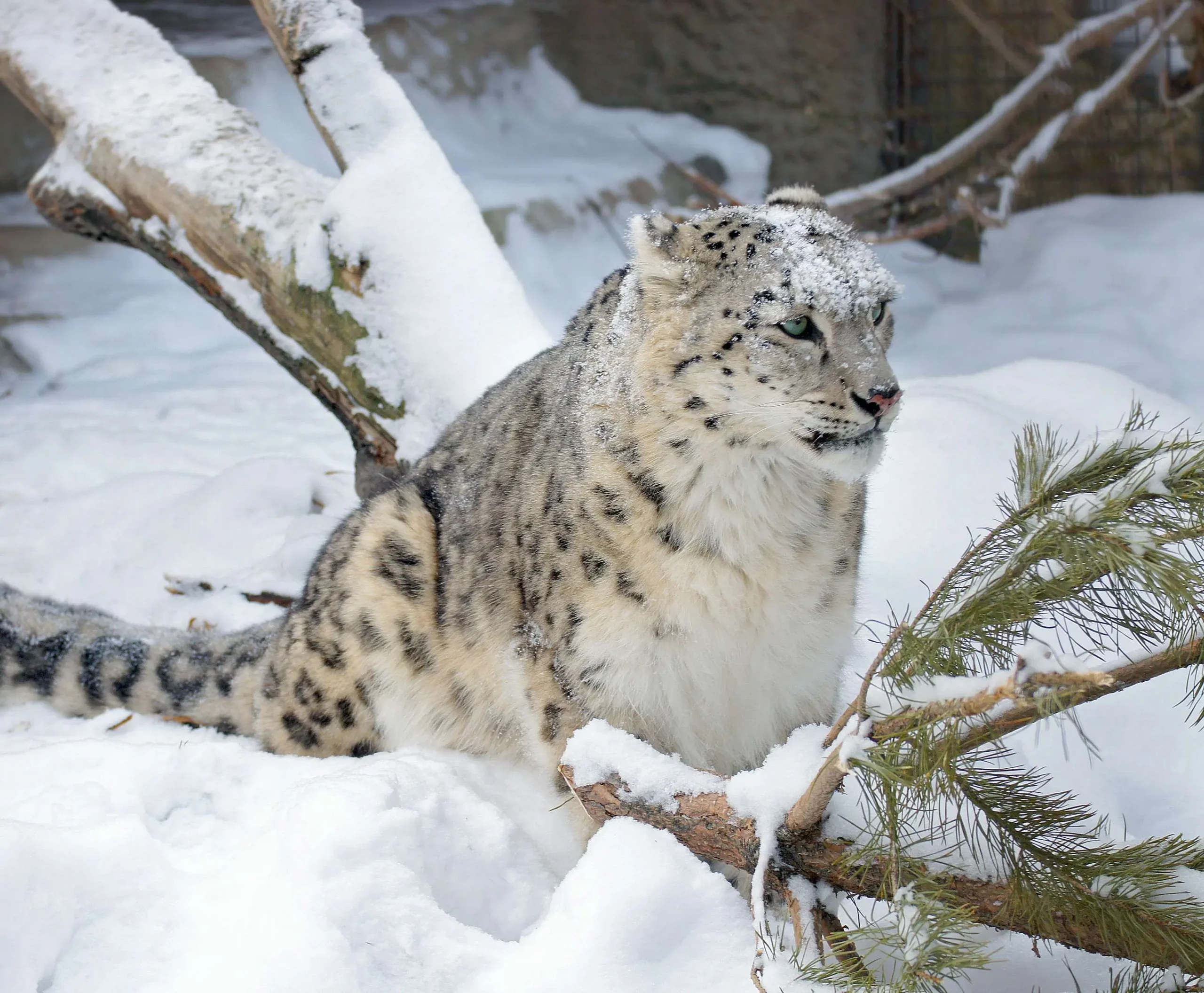 Snow-Leopard