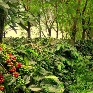 Yercaud - Coffee Plantation